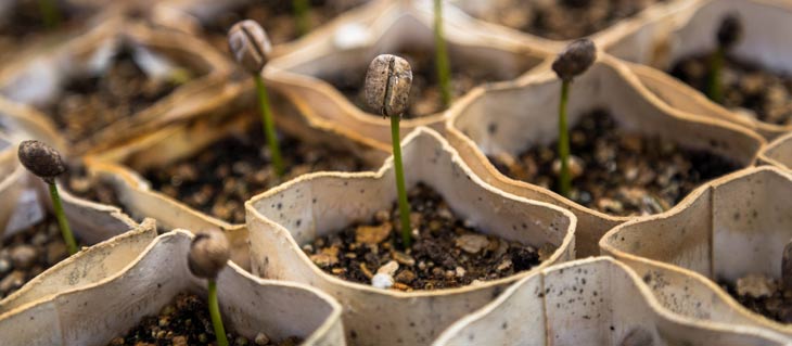 Consejos para cultivar tu huerto